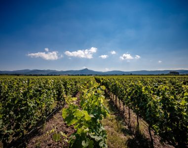 Tenuta Guado al Tasso - Marchesi Antinori